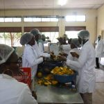 Atelier de transformation des mangues au Burkina